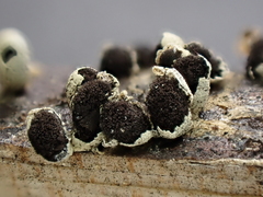 Diderma evelinae