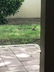 Turdus migratorius
