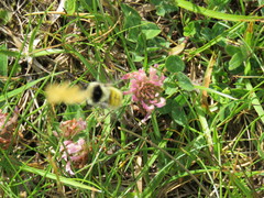 Bombus mesomelas