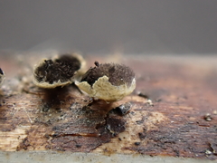 Diderma evelinae