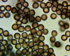 Diderma evelinae
