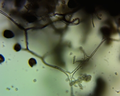 Diderma evelinae