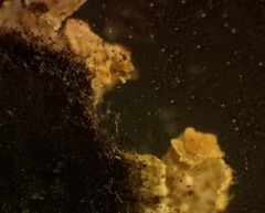 Diderma evelinae