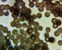 Diderma evelinae