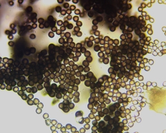 Diderma evelinae