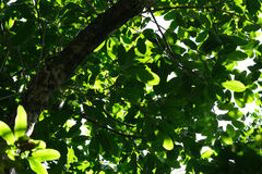 Sideroxylon foetidissimum