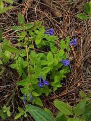 Scutellaria dumetorum