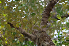 Capparis cynophallophora