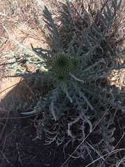 Cirsium canescens