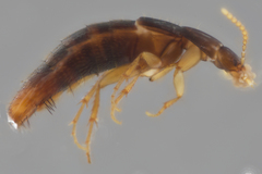 Ischnosoma suteri