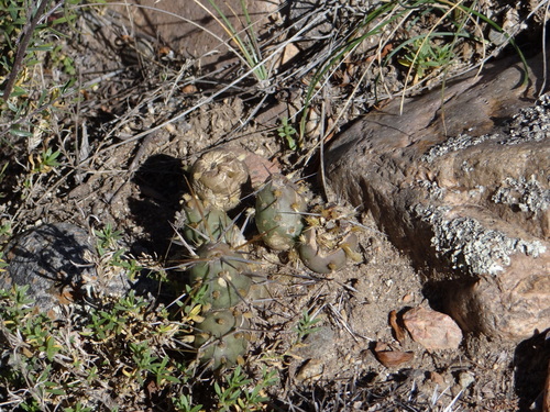 Maihueniopsis ovata