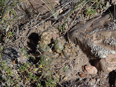 Maihueniopsis ovata