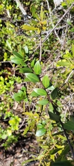 Chiococca parvifolia