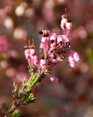 Erica placentiflora