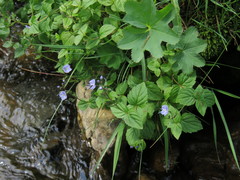 Veronica ponae