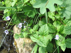 Veronica ponae