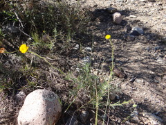 Hysterionica jasionoides