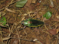 Psiloptera attenuata