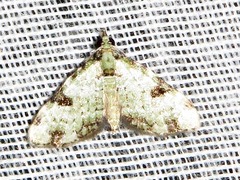 Piercia nimipunctata