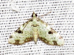 Piercia nimipunctata