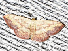 Scopula caesaria
