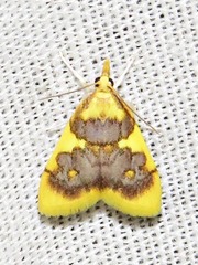 Sameodesma xanthocraspia