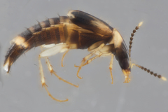 Lordithon scutellaris