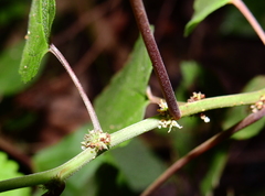 Boehmeria ramiflora