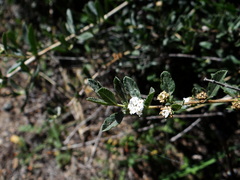Lippia turbinata