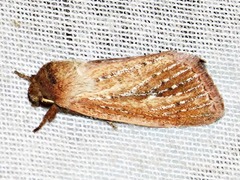 Aspidifrontia rufescens