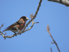 Loxia curvirostra