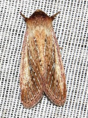 Aspidifrontia rufescens