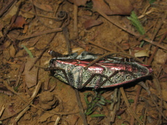 Psiloptera attenuata