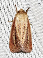 Aspidifrontia rufescens