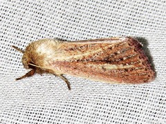 Aspidifrontia rufescens