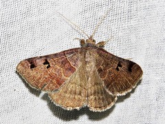 Mocis mutuaria