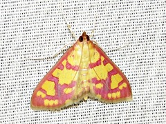 Stenochora lancinalis