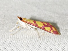 Stenochora lancinalis