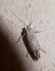 Scythris inertella
