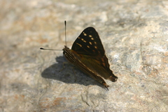 Dodona dipoea