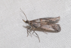 Acrobasis obliqua