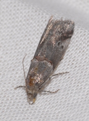 Acrobasis obliqua