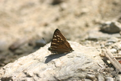 Dodona dipoea