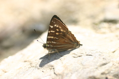 Dodona dipoea