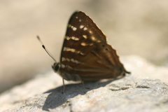 Dodona dipoea