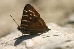 Dodona dipoea