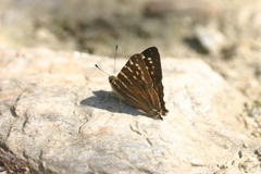 Dodona dipoea