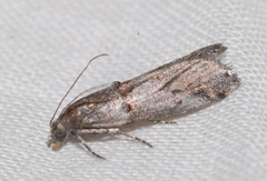 Acrobasis obliqua
