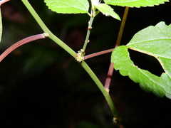 Boehmeria ramiflora