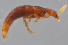 Ischnosoma lecontei